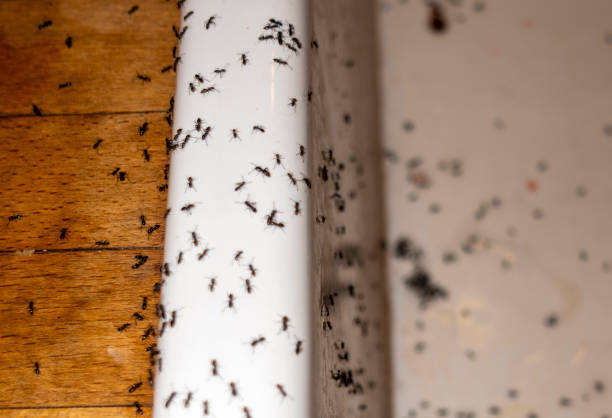 Best Insect Control  in Carnot Moon, PA